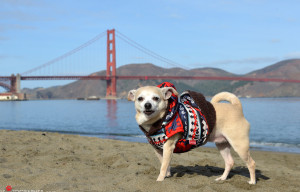 Frida The Chihuahua Is San Francisco’s “Mayor” Today