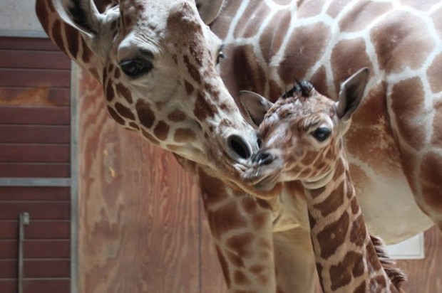 Baby Giraffe Born At Zoo