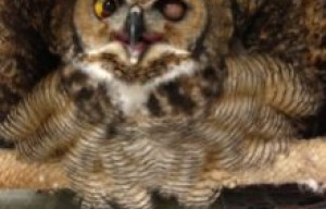 One-Eyed Owl Returns To Glen Canyon Park