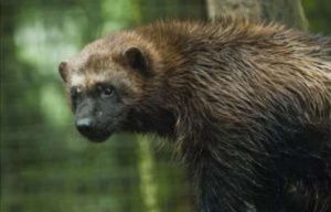 Meet The SF Zoo’s Visiting Wolverines This Weekend