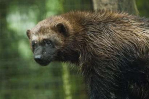 Meet The SF Zoo’s Visiting Wolverines This Weekend